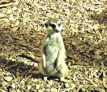 Zoo canada