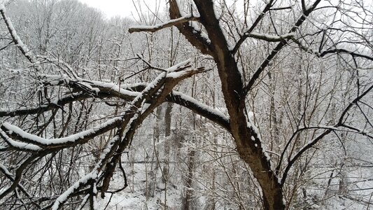 Cold nature tree photo