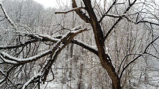 Cold nature tree