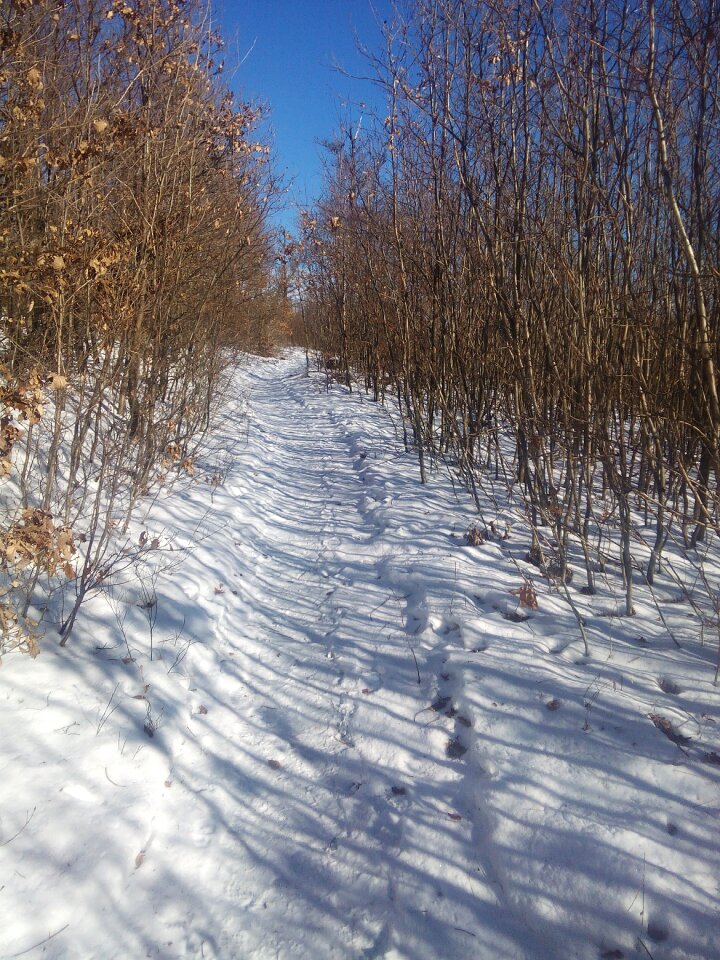 Forest path nature