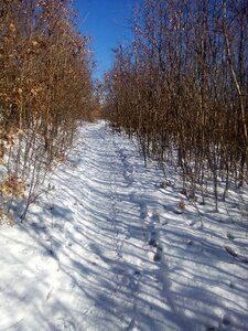 Forest path nature