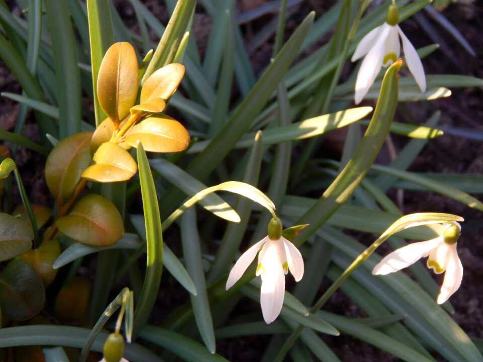 Heat flowers spring