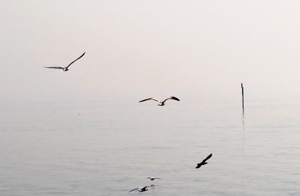 Haze lake flight form