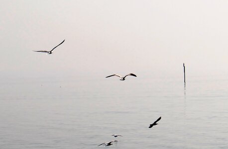 Haze lake flight form photo