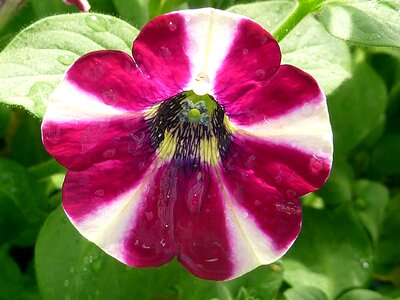 Violet white petunia photo