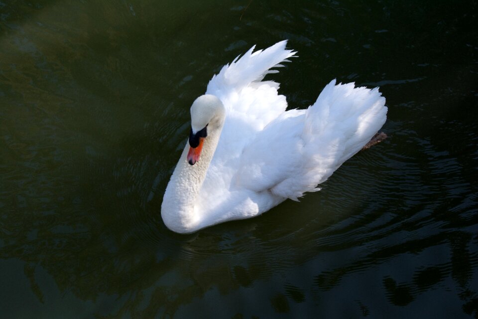 Water bird