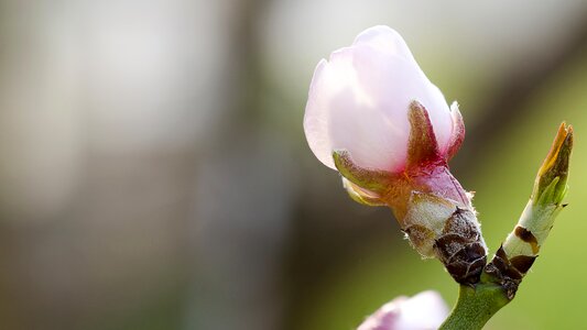 Almond blossom spring free photos photo
