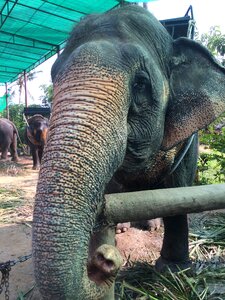 Thailand zoo summer