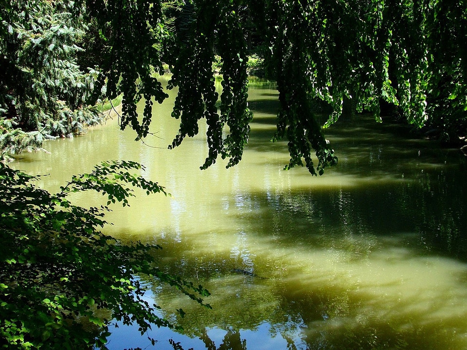 Water leaf mirror