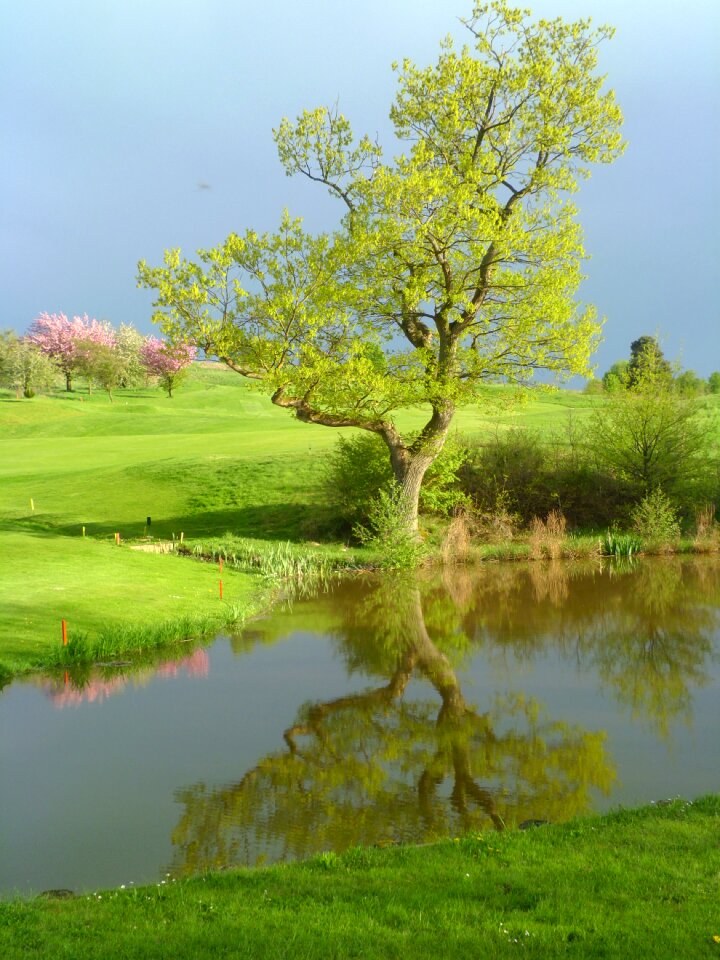 Reflection tree green