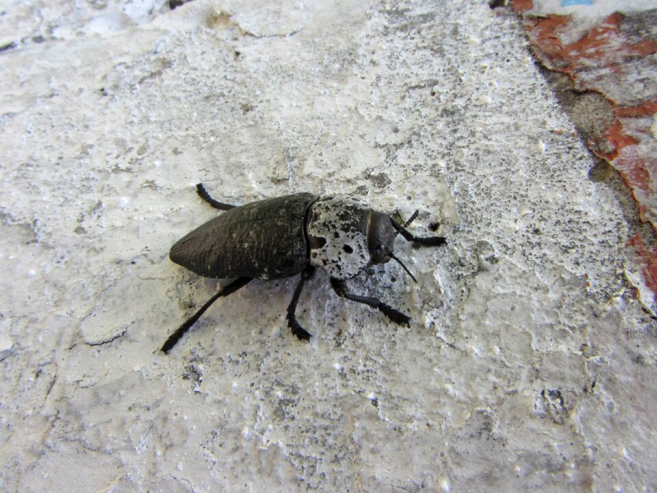 Yana insects arthropoda