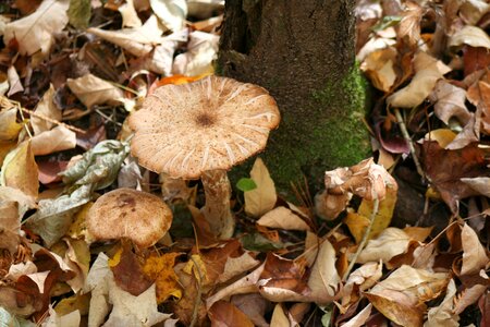Woodland fungus moss