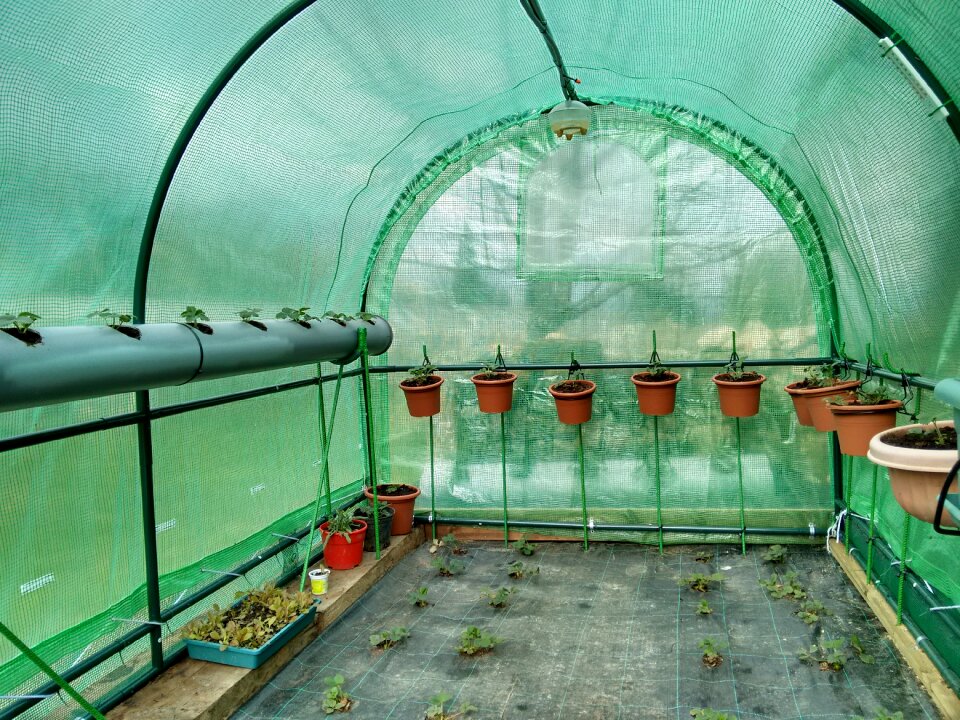 Greenhouse strawberries fruit