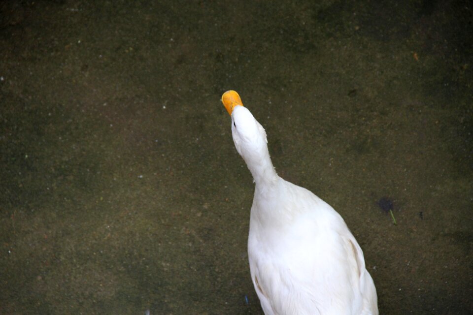 Bird natural beauty