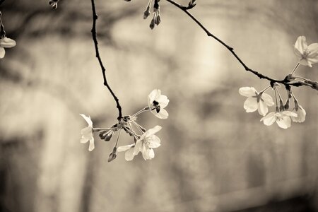 Branch bee blur photo