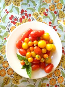 Cherry food tomato photo