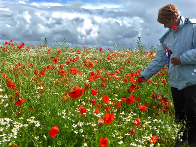 Red meadow wildflower