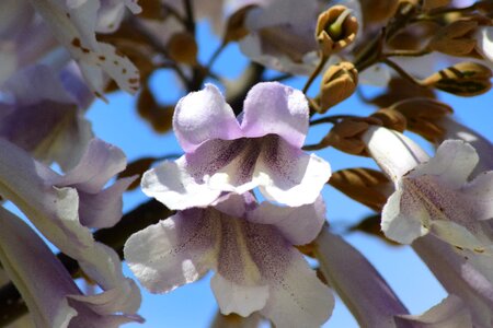 Spring floral bloom