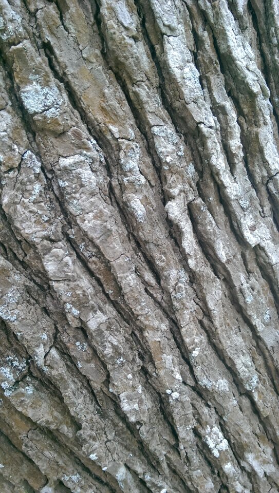 Surface wooden rough