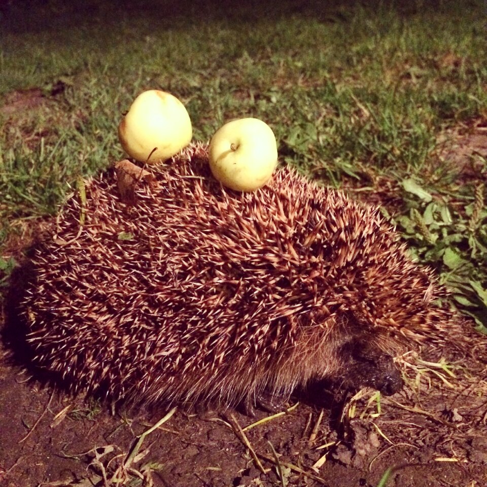 Village farm hedgehog