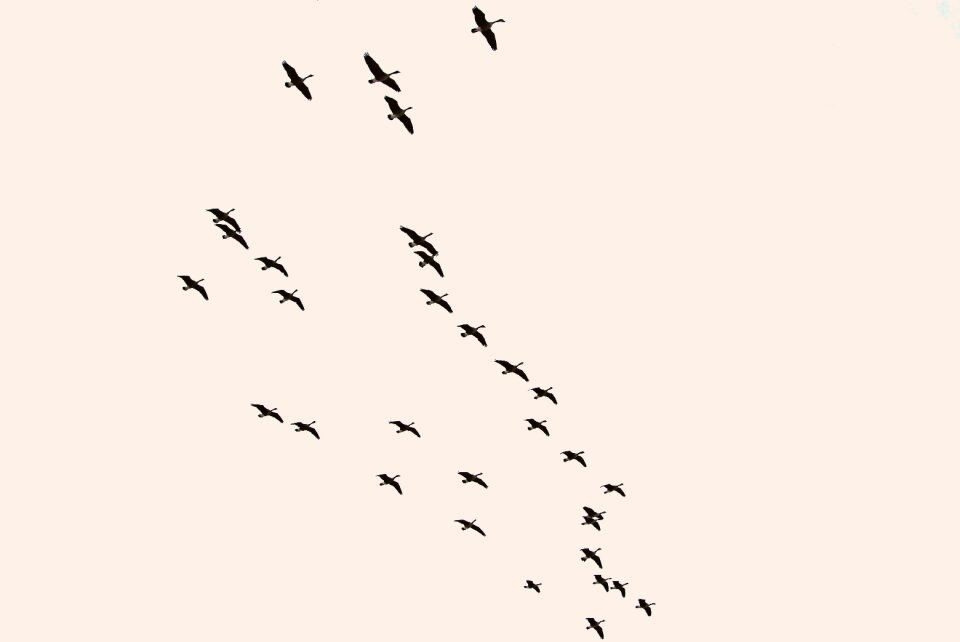 White silhouette flying