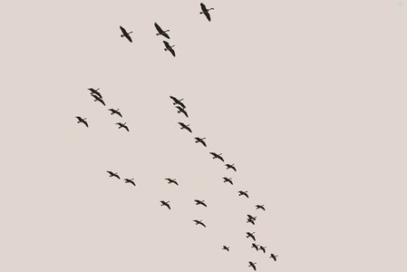 White silhouette flying