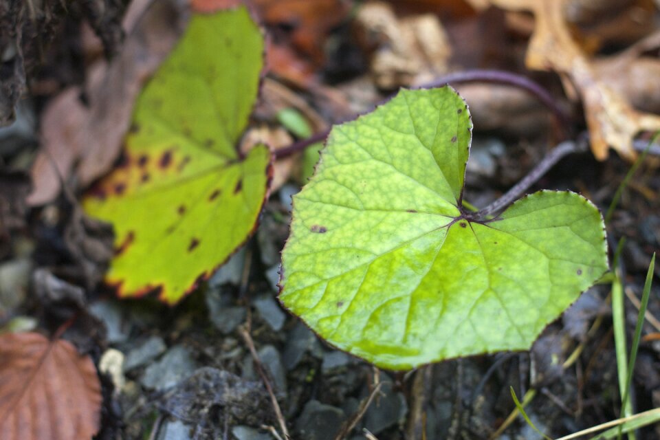 Outdoor nature color