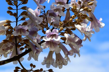 Natural summer floral photo