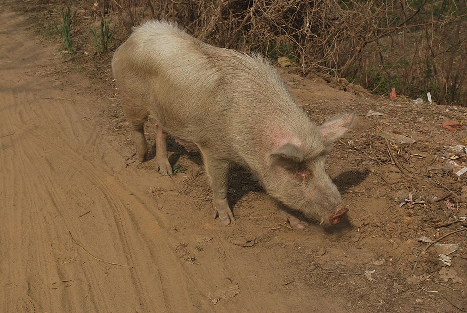 Animal dirty livestock