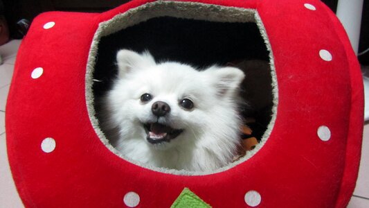 Dog cute dog dog clothes
