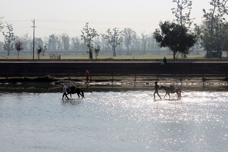 Donkey sun light ganga