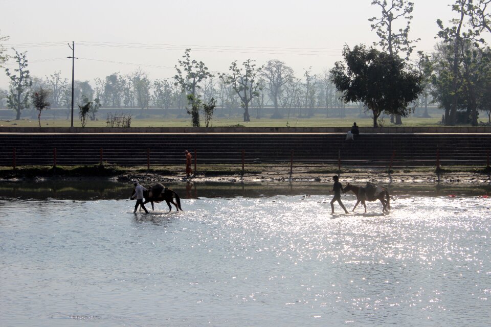 Donkey sun light ganga photo