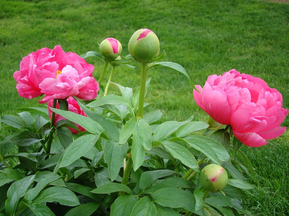 Peony leaf lawn