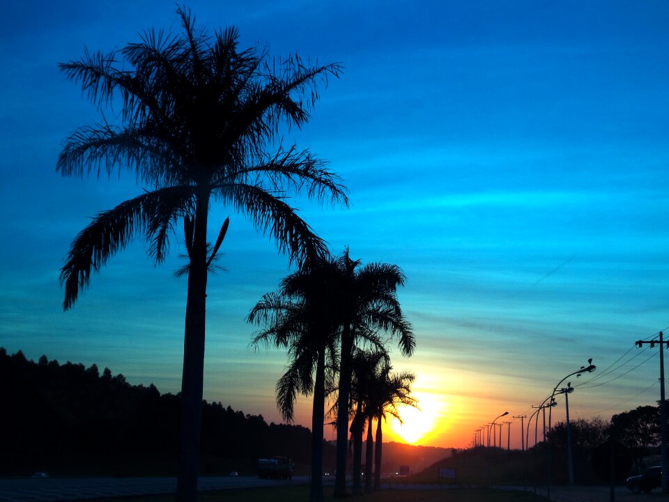 Landscape coconut trees nature