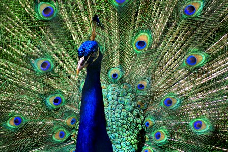 Peacock colors feathers