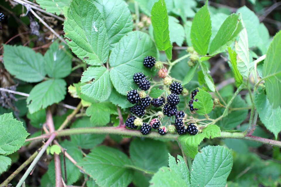 Blackberry forest s