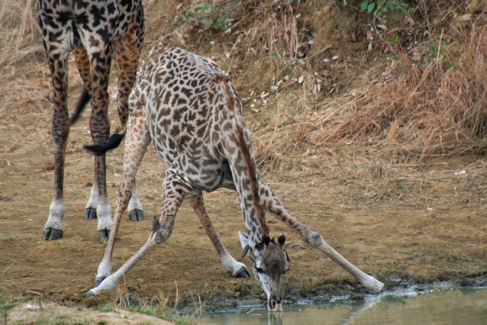 Tanzania mammal savannah
