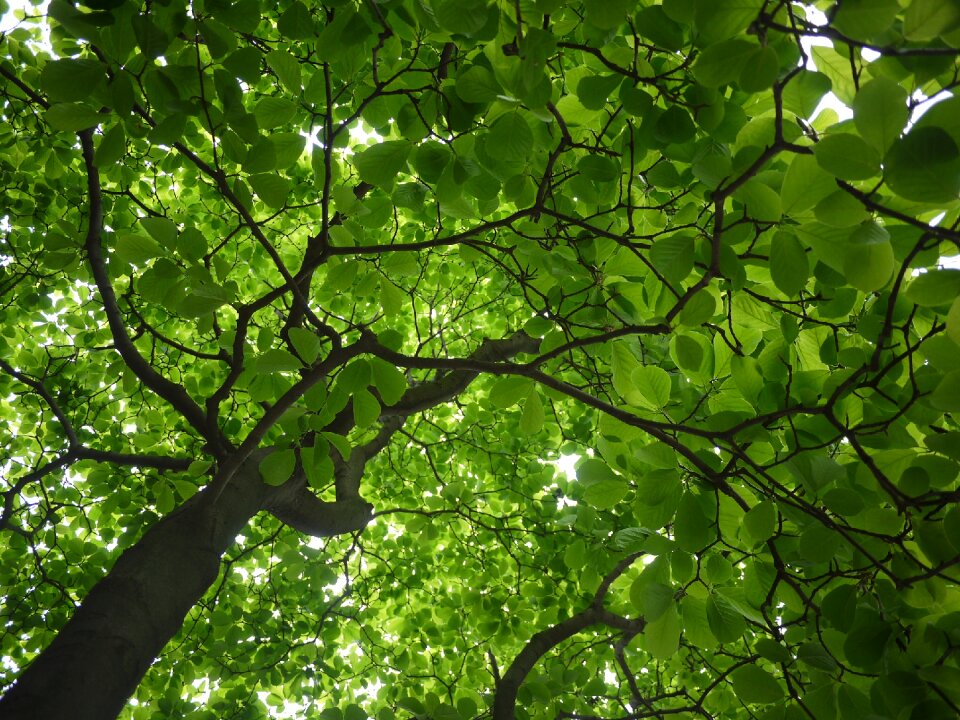 Leaf green natural