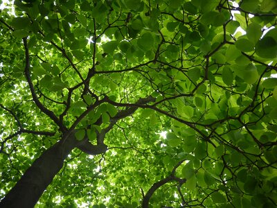 Leaf green natural photo
