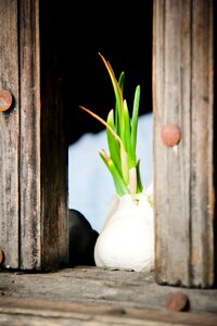 Wood sprouting spring