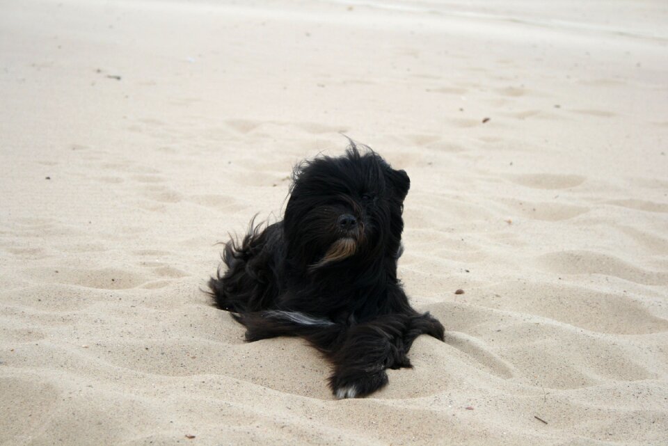 Portrait animal beach