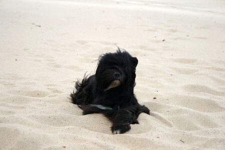 Portrait animal beach