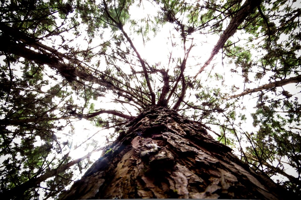 Trees landscape forest
