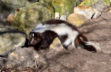 Animal zoo fur