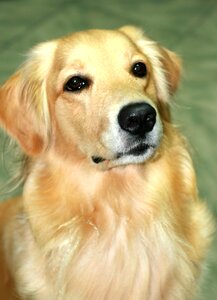 Gold liè dogs pet dogs