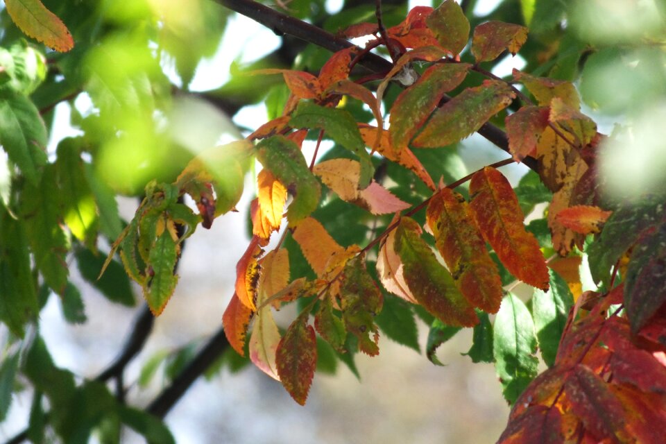 Leaves red