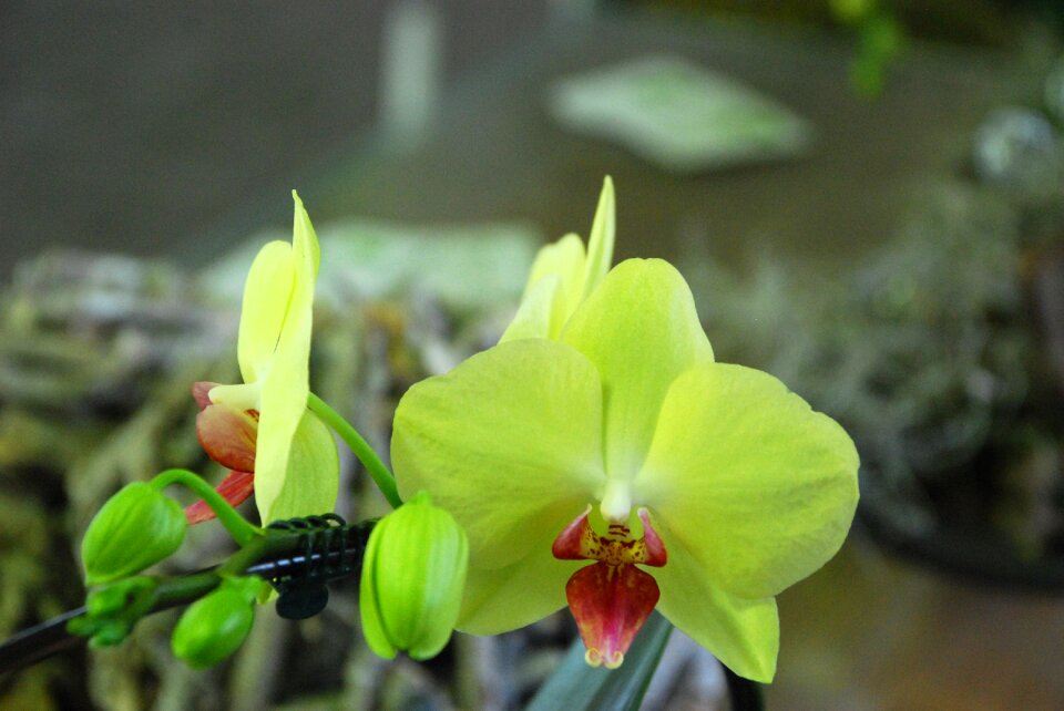 Plant blossom bloom