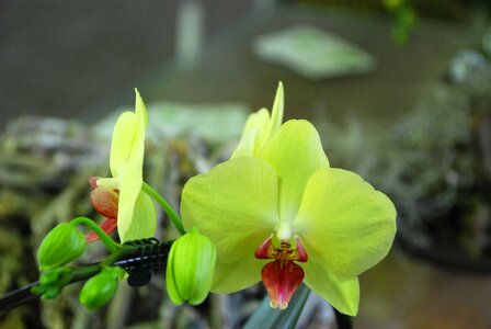 Plant blossom bloom photo