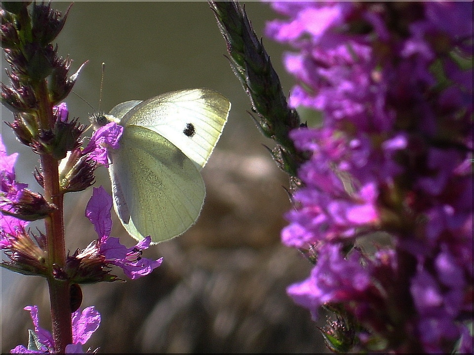 Butterfly nature summer