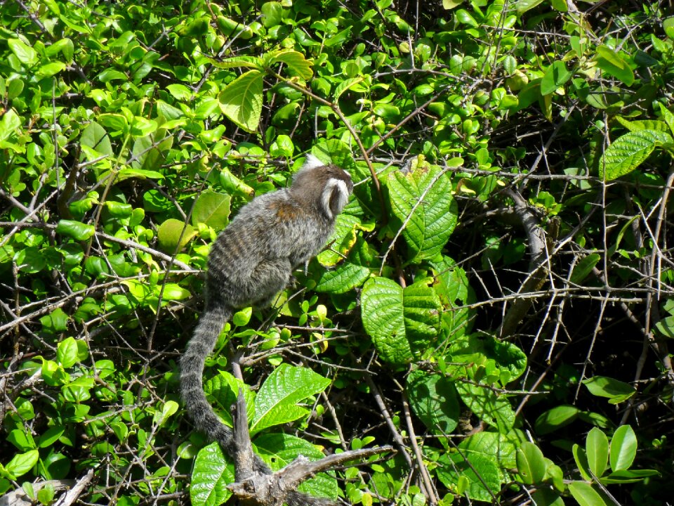 Monkey marmoset animal